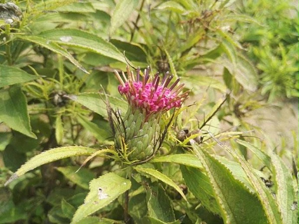 种植白术用什么水溶肥好?