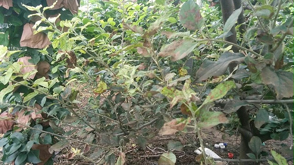 北美农大水溶肥解决了种植户苹果落叶的问题
