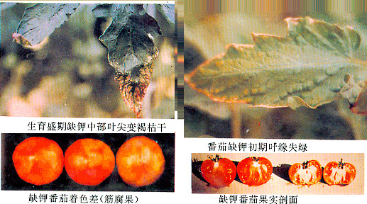北美农大叶面肥厂家与您讲解钾肥对植物生长有何影响